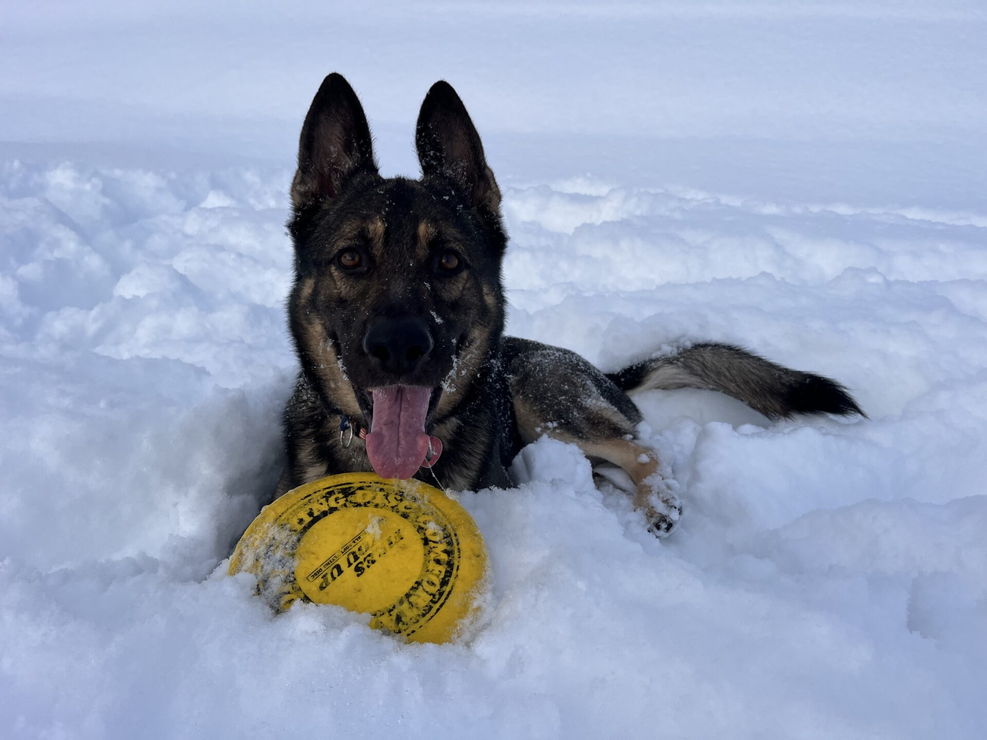 朔犬ページ 小鳥書房ZINE】「犬の看板」から学ぶ いぬしぐさ25選 | 小鳥書房