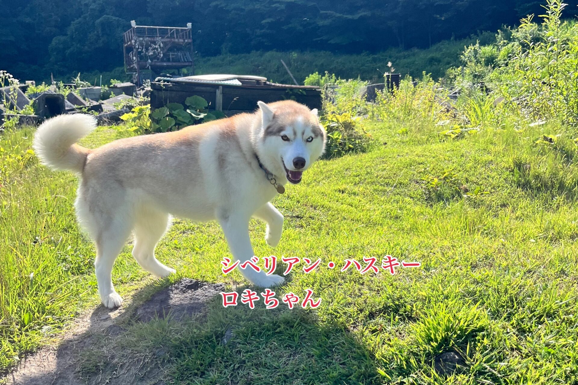 神奈川県平塚市の犬のしつけならドッグスクール サクシード