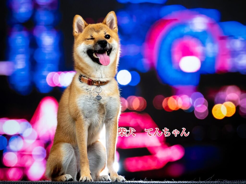 神奈川県平塚市の犬のしつけならドッグスクール サクシード