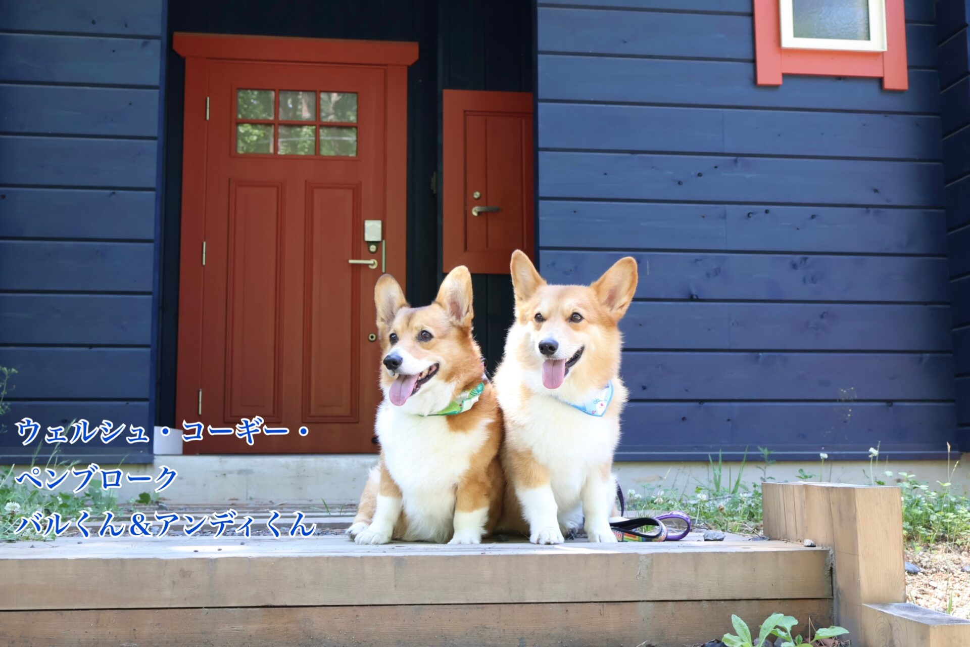 神奈川県平塚市の犬のしつけならドッグスクール サクシード